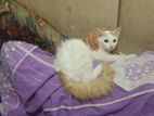 Persian Mix Breed White Body Cat