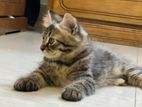 Parisian Sami – Patch Face Kitten