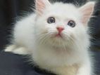 Persian male kitten cat