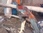 Parrot aseel biz dim