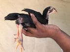 Parrot beak aseel chicks