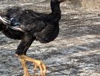 Parrot Beak Aseel