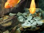 Parrot Fish Adult Breeding Pair