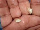 Parrot Fish