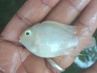 Parrot Fish