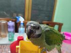 Parrot