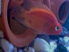 Parrot fish for sell