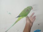 Parrot sell