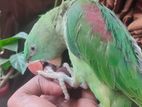 parrot for sell