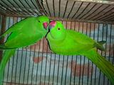 Parrot Indian ringneck (fixed price)