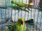 Parrot kotha bole