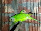 Indian Ringneck Parrot