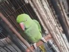 Indian Ringneck
