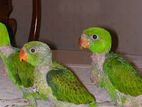 Parrot sell hobe