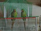 Ringneck Parrot sell