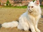 Parshean Cat Sell