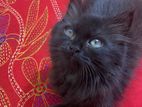 parshian black female kitten (long hair)