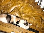 Parshian calico for sell