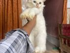 Parshian cat 4mo