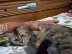 Parshian Cat Bikri Kora Hobe