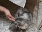 parshian cat for sale