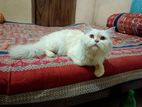 Parshian cat