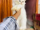 Parshian Cat