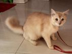 Parshian Cross Cat (male)