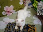 Parshian cat