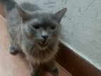 Parshian cat for sell