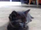 Parshian Mixbrit Cat