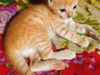 Parshian mixd tabby cat