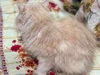 Parshien Cat