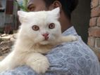 Parshiyal Cat