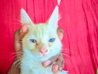 parsian cat blu eyes white color