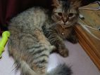 Parshiyan Cat