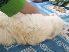 Parshiyan Cat