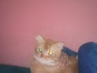 Parsial Cat