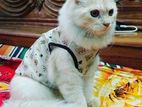 Persian cat