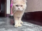 Parsian adult male cat