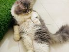 Parsian Adult Male Cat