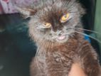 Parsian Black Colour Cat For Sale