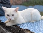 Parsian Cat 10 Month Age Cat.