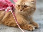 Parsian Cat Adult Female &