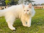 parsian cat age 4 month