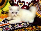 Parsian cat blue eyes male kitten