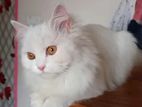 Parsian Cat Female