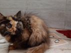 Parsian Cat Female