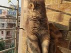 Parsian cat female