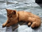 Parsian Cat Female